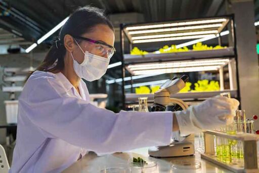 Biotecnología agrícola - cultivos
