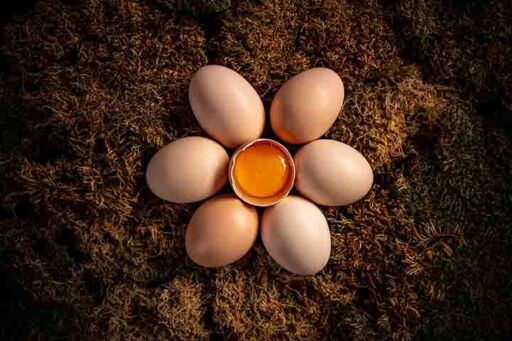 gallinas ponedoras - nutrición
