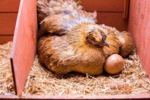 Gallinas Ponedoras: Producción, Nutrición y Día Mundial del Huevo