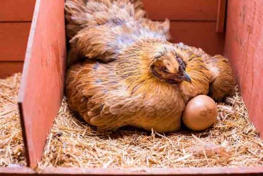 gallinas ponedoras - producción de huevos