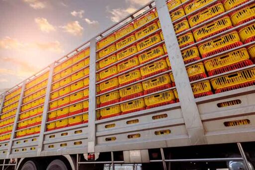 Tecnología de precisión - pavo navideño