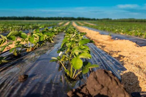 Agricultura protegida - mulch