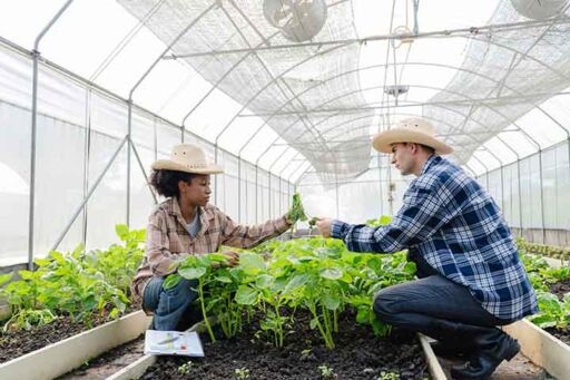 Agricultura protegida - cultivos protegidos