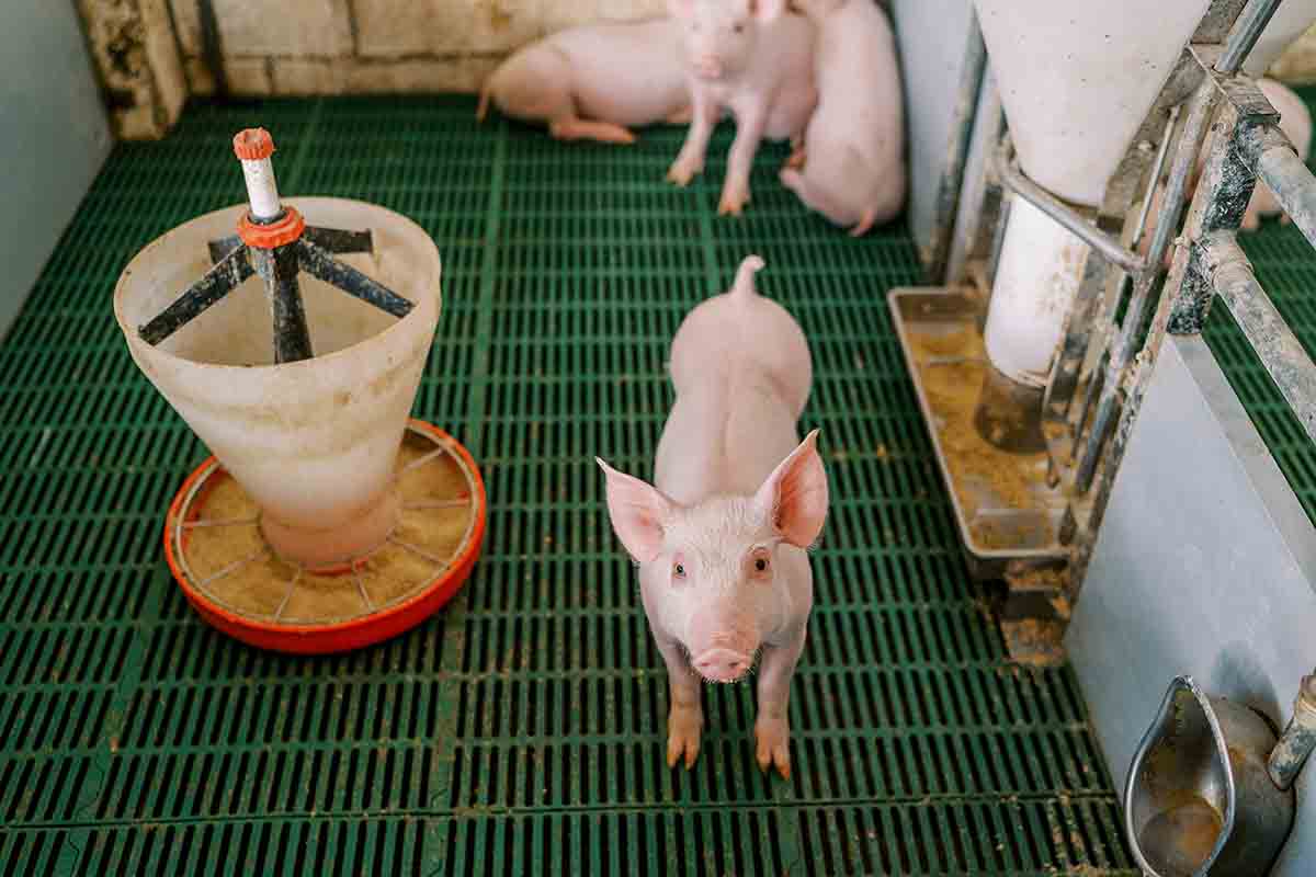 Pernil Navideño: Tecnología, Genética y Sostenibilidad Porcina Pernil Navideño: Tecnología, Genética y Sostenibilidad Porcina