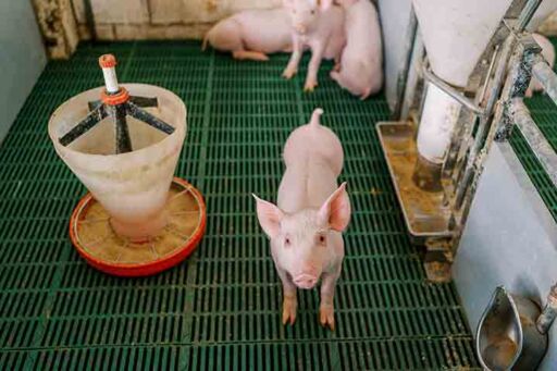 pernil navideño -cría de cerdos