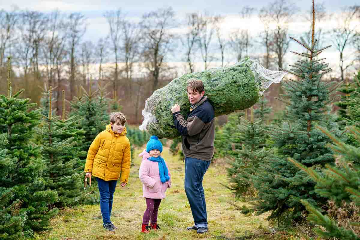 Pino Navideño: Cultivo, Carbono y Reforestación Legal