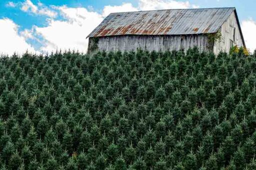 Pino navide&ntilde;o - Cultivo de pino