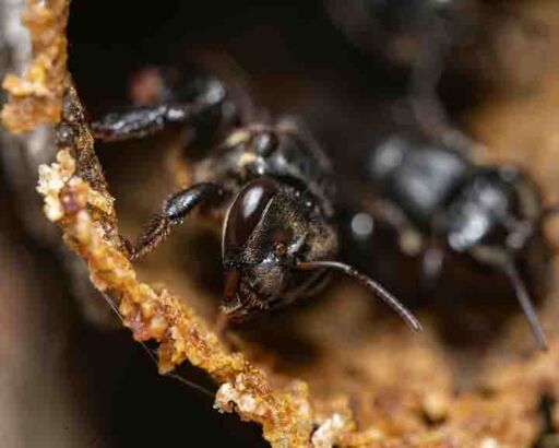 abejas meliponas - meliponas