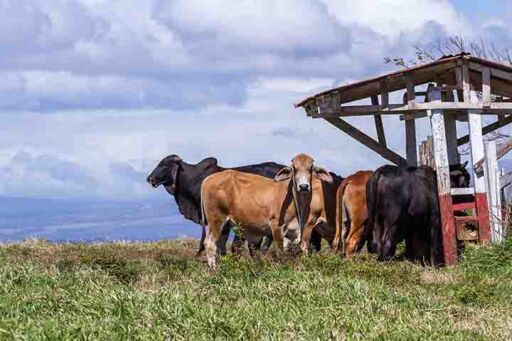 ganader&iacute;a en regad&iacute;o - ganader&iacute;a