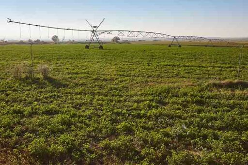 ganader&iacute;a en regad&iacute;o - ganader&iacute;a
