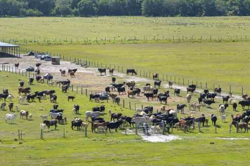 ganader&iacute;a en regad&iacute;o - ganader&iacute;a