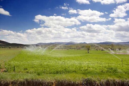 ganader&iacute;a en regad&iacute;o - ganader&iacute;a
