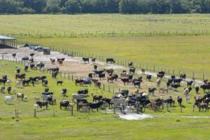 Ganadería en Regadío: Rentabilidad y Sostenibilidad en el Trópico Ganadería en Regadío: Rentabilidad y Sostenibilidad en el Trópico