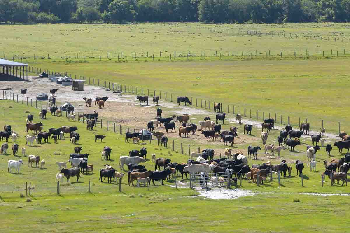 Ganadería en Regadío: Rentabilidad y Sostenibilidad en el Trópico