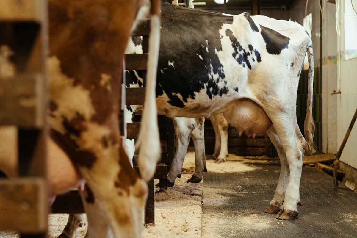 Control de la mastitis bovina y uso responsable de antibióticos