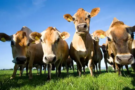 Raza Jersey - caracter&iacute;sticas Raza Jersey