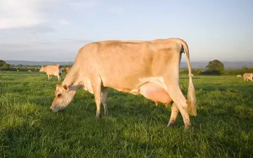 Raza Jersey - Producci&oacute;n de leche