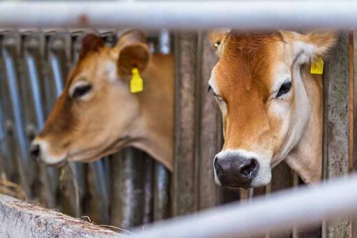 Raza Jersey - Manejo de la raza Jersey