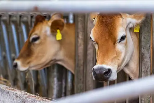 Raza Jersey - Manejo de la raza Jersey