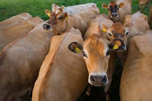 Raza Jersey - Manejo de la raza Jersey