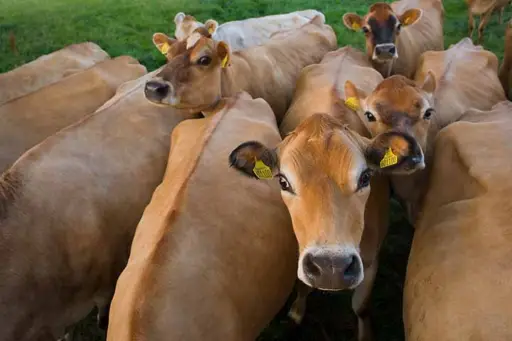 Raza Jersey - Manejo de la raza Jersey