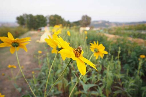 Transici&oacute;n agroecol&oacute;gica - agroecolog&iacute;a