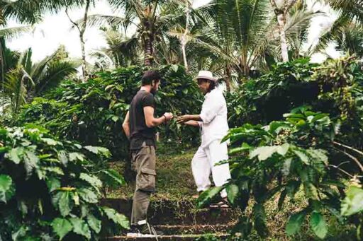 Barismo - caficultura