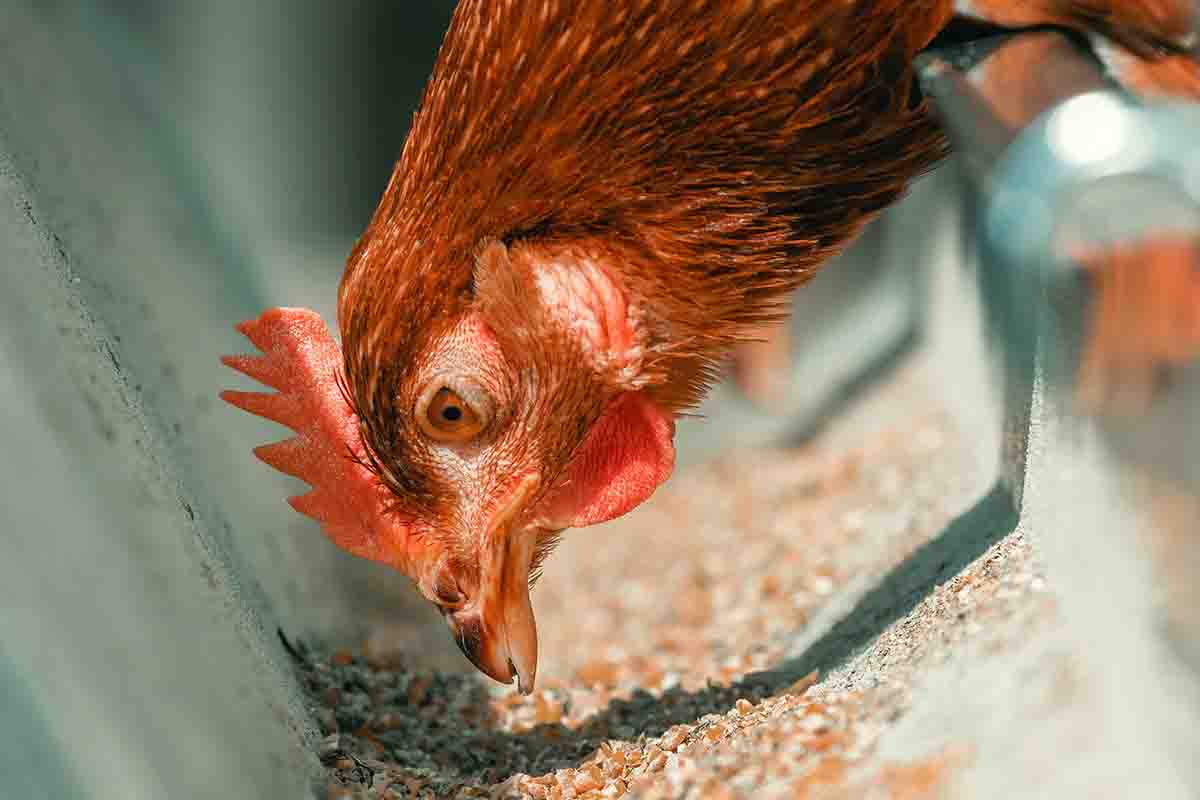 Nutrición de Precisión en Gallinas Ponedoras: Eficiencia Industrial