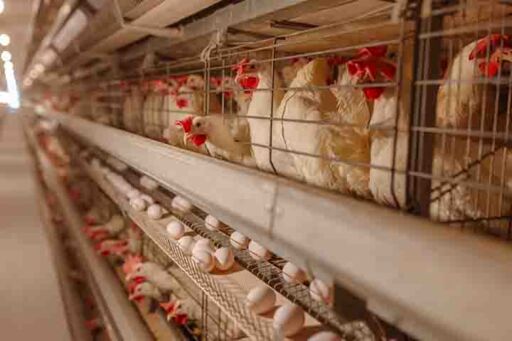 Nutrici&oacute;n de precisi&oacute;n en gallinas ponedoras