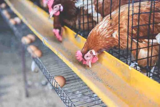 Nutrici&oacute;n de precisi&oacute;n en gallinas ponedoras