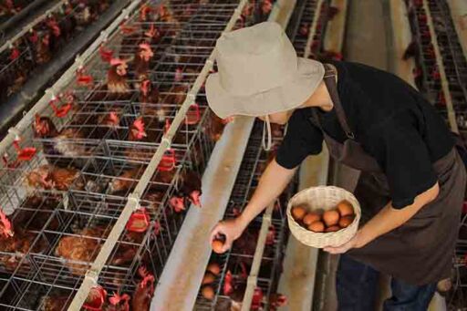 Nutrici&oacute;n de precisi&oacute;n en gallinas ponedoras