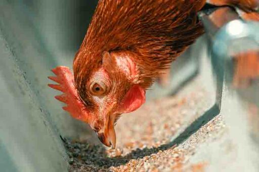 Nutrici&oacute;n de precisi&oacute;n en gallinas ponedoras