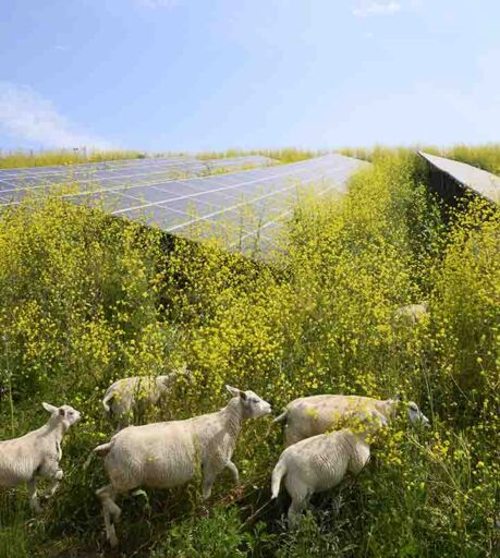 Tecnolog&iacute;a agrivoltaica - Energ&iacute;a solar 