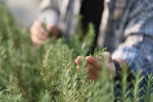 Cosecha manual de plantas arom&aacute;ticas seleccionando los brotes y hojas maduras en el punto &oacute;ptimo de concentraci&oacute;n fitofarmac&eacute;utica.