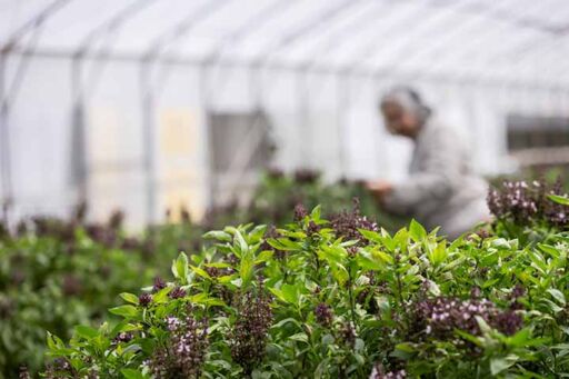Cultivo de plantas arom&aacute;ticas en invernadero tecnificado con un operario monitoreando el desarrollo foliar en el fondo.