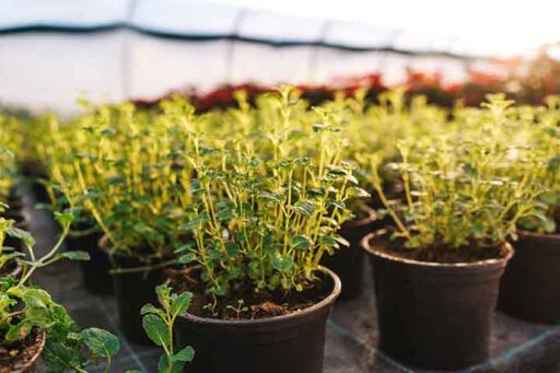 Plantones de plantas arom&aacute;ticas propagados por esquejes clonales en macetas negras dentro de un vivero de selecci&oacute;n gen&eacute;tica.