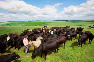 Ganadería Regenerativa: Rentabilidad y Carne Orgánica