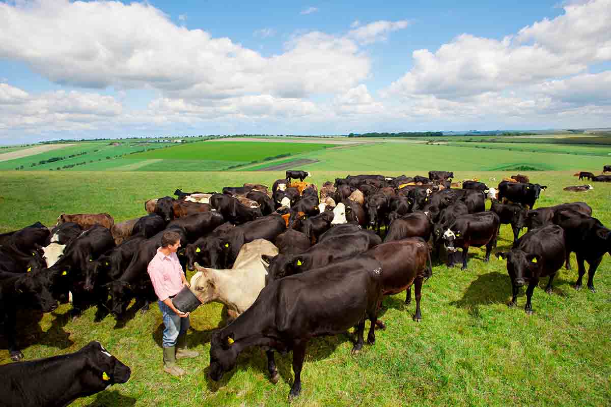 Ganadería Regenerativa: Rentabilidad y Carne Orgánica Ganadería Regenerativa: Rentabilidad y Carne Orgánica