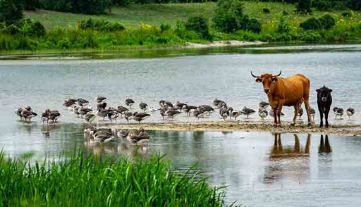 Patos y ganado vacuno compartiendo de forma simbi&oacute;tica un reservorio de agua limpia en un rancho de ganader&iacute;a regenerativa.