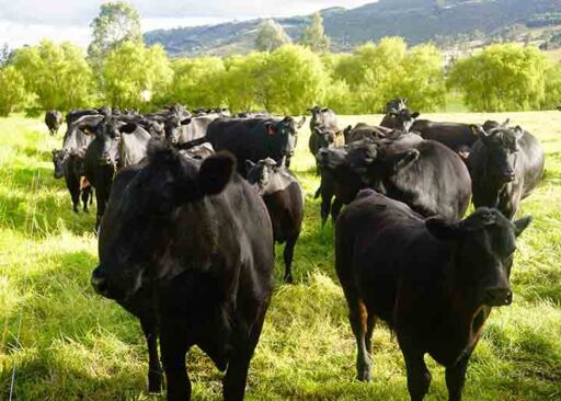 Grupo de vacas de raza Angus negro pastando libremente en potreros verdes de una finca agropecuaria sostenible.
