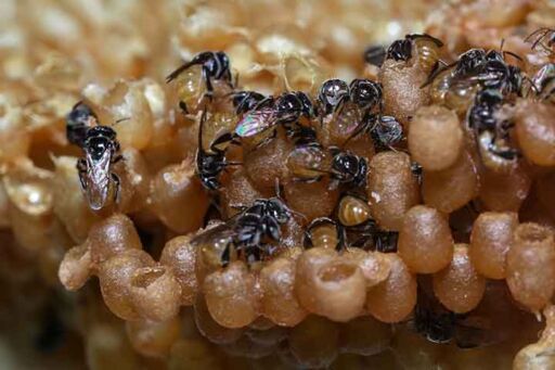 Primer plano de abejas nativas sin aguij&oacute;n trabajando sobre estructuras ovoides de cerumen y potes de miel dentro del nido.