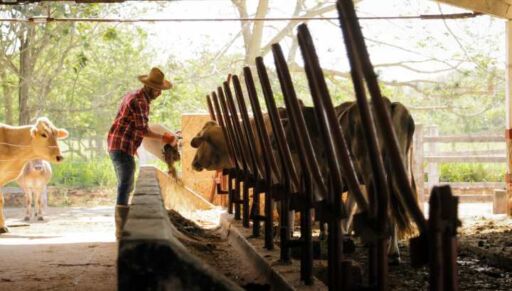 Productor ganadero sirviendo alimento balanceado suplementado con microorganismos eficientes a vacas lecheras en un comedero cubierto.