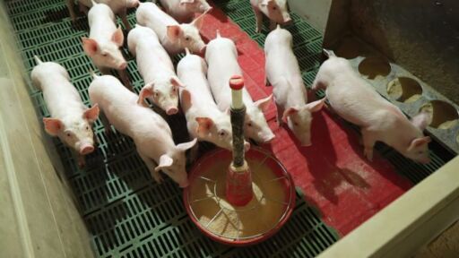 Grupo de lechones en un galp&oacute;n porcino comiendo alimento optimizado con probi&oacute;ticos para mejorar la conversi&oacute;n alimenticia y prevenir afecciones ent&eacute;ricas.