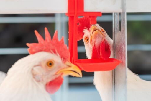 Vista en detalle de gallinas blancas bebiendo agua de un sistema de niple rojo para la inoculaci&oacute;n de microorganismos eficientes en avicultura.