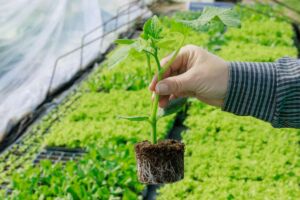Horticultura Eficiente: Claves para Producir Plantines Sanos