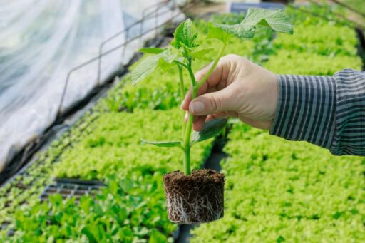 Horticultura Eficiente: Claves para Producir Plantines Sanos
