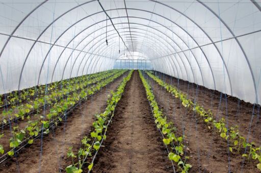Vista interior de un invernadero de t&uacute;nel con filas organizadas de plantines j&oacute;venes de hortalizas y un sistema de fertirriego por goteo instalado para un crecimiento eficiente.