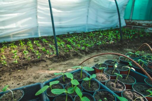Plantines reci&eacute;n germinados en macetas de pl&aacute;stico negro dentro de un vivero, listos para recibir tratamientos preventivos contra el damping-off y potenciar su enraizamiento.