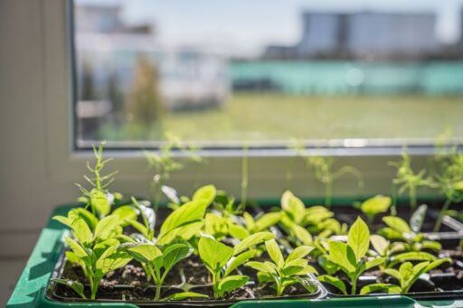 Bandeja de plantines de hortalizas sanos y verdes junto a una ventana, mostrando un fuerte crecimiento vegetativo gracias a una &oacute;ptima iluminaci&oacute;n y nutrici&oacute;n con bioestimulantes.
