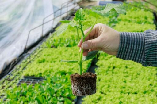 Primer plano de una mano sosteniendo un plant&iacute;n de hortaliza vigoroso, mostrando un cepell&oacute;n con ra&iacute;ces blancas y sanas, listo para el trasplante en un vivero.